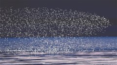 Birdwatching boosts ecotourism in Yancheng, E China's Jiangsu