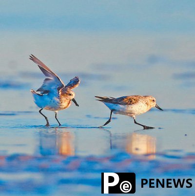 Birdwatching boosts ecotourism in Yancheng, E China
