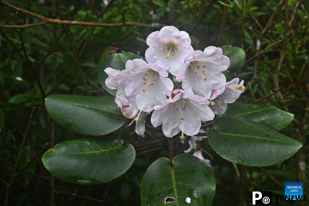 New Rhododendron species discovered in south China
