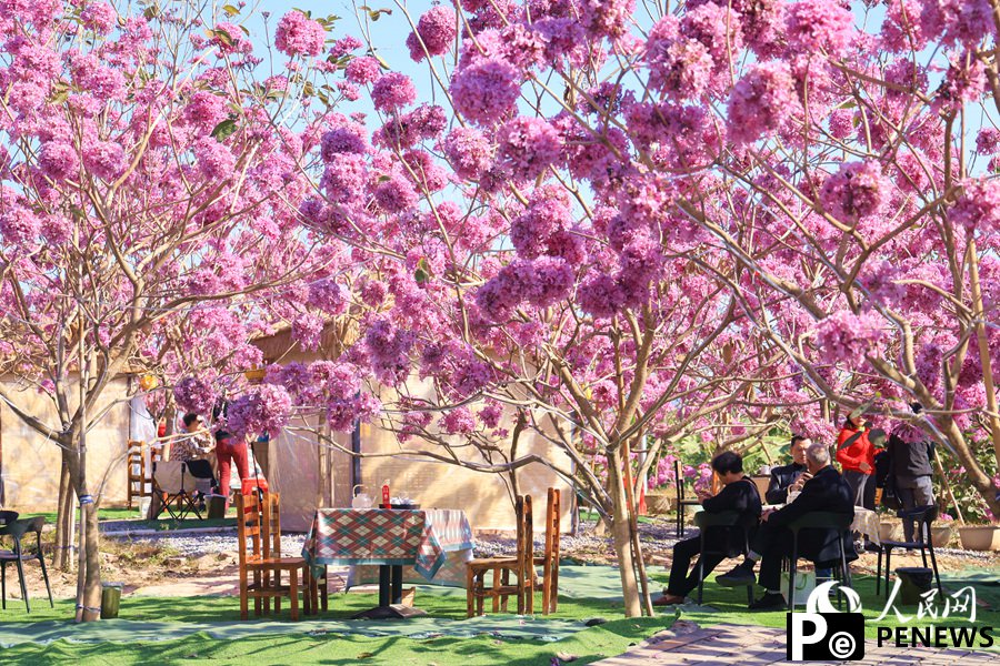Beautiful flowers of pink trumpet trees attract citizens and tourists in Xiamen, SE China
