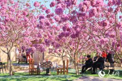 Beautiful flowers of pink trumpet trees attract citizens and tourists in Xiamen, SE China's Fujian