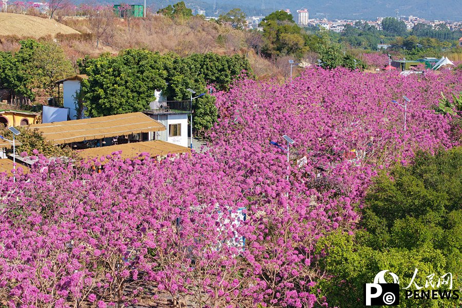 Beautiful flowers of pink trumpet trees attract citizens and tourists in Xiamen, SE China