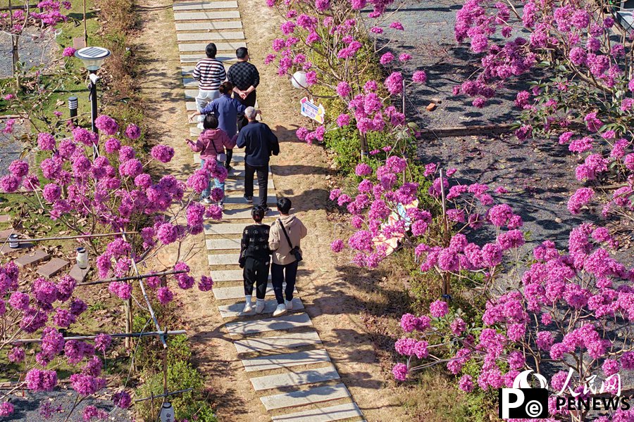 Beautiful flowers of pink trumpet trees attract citizens and tourists in Xiamen, SE China