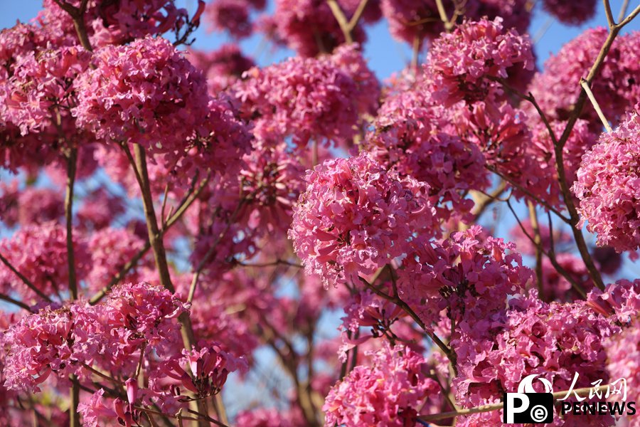 Beautiful flowers of pink trumpet trees attract citizens and tourists in Xiamen, SE China