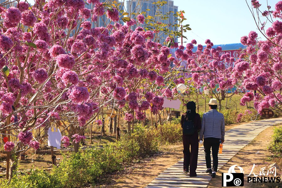 Beautiful flowers of pink trumpet trees attract citizens and tourists in Xiamen, SE China