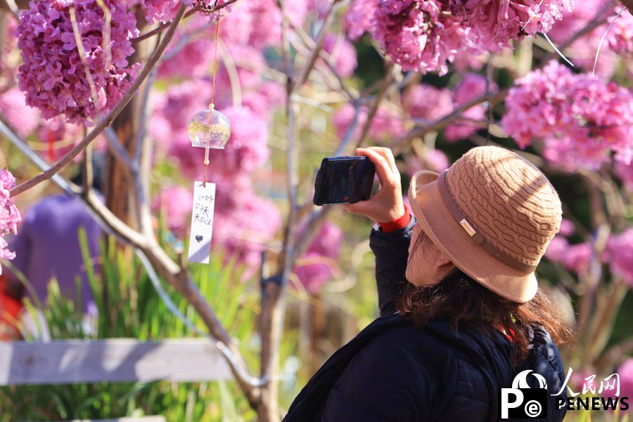 Beautiful flowers of pink trumpet trees attract citizens and tourists in Xiamen, SE China