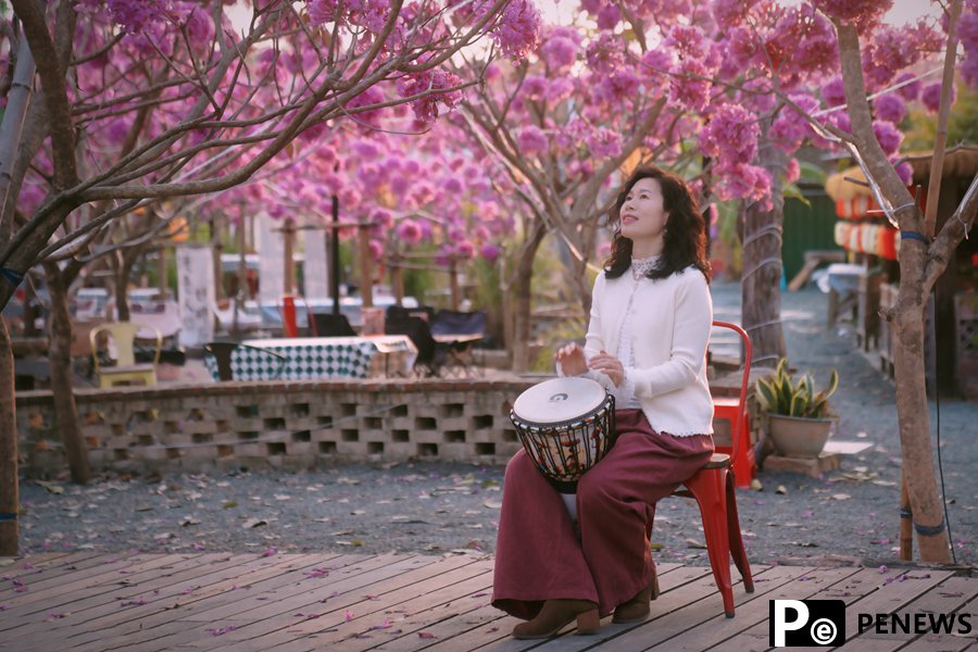 Beautiful flowers of pink trumpet trees attract citizens and tourists in Xiamen, SE China