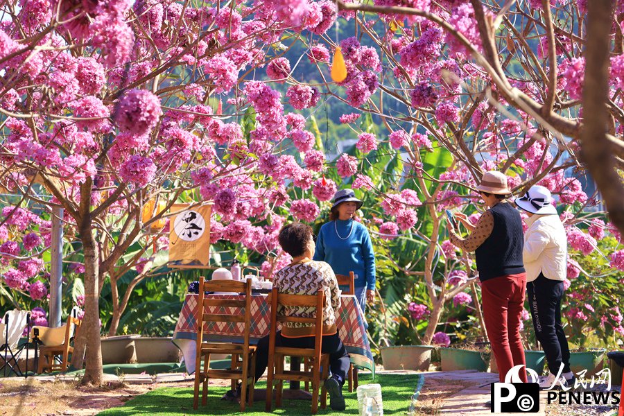 Beautiful flowers of pink trumpet trees attract citizens and tourists in Xiamen, SE China