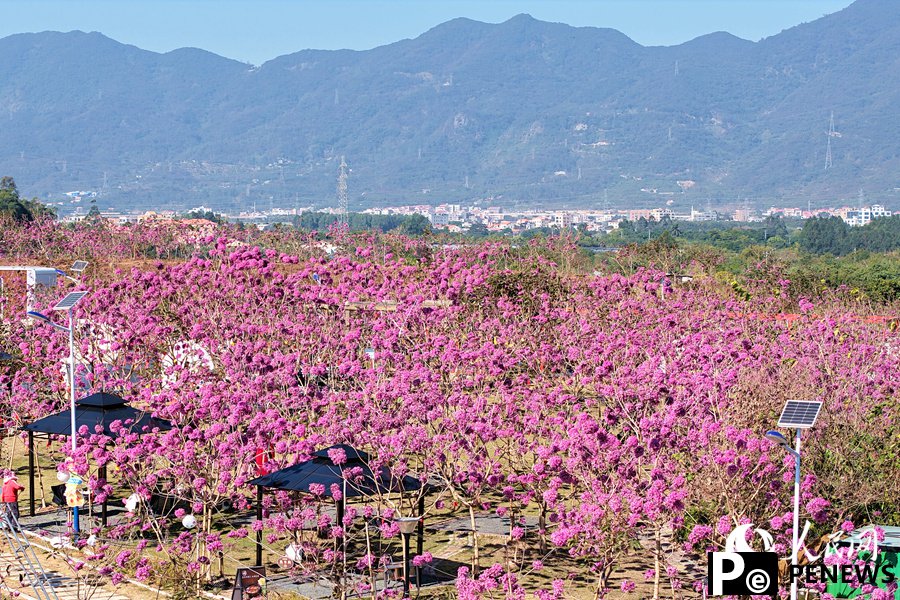 Beautiful flowers of pink trumpet trees attract citizens and tourists in Xiamen, SE China