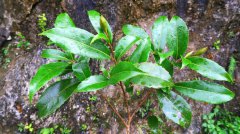 China reports 65 new plant taxa discoveries in 2024