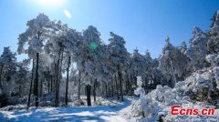 Rime creates fairyland in national forest park