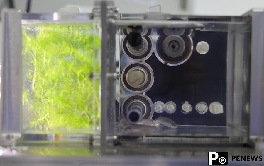More zebrafish to swim in China