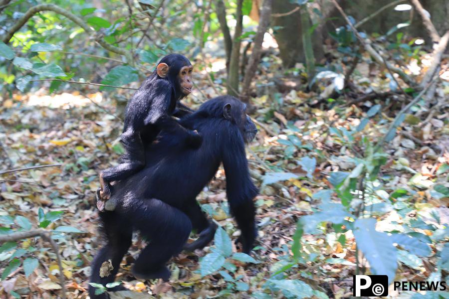 Scientists develop most refined chimpanzee brain atlas