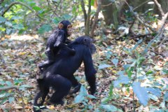 Scientists develop most refined chimpanzee brain atlas