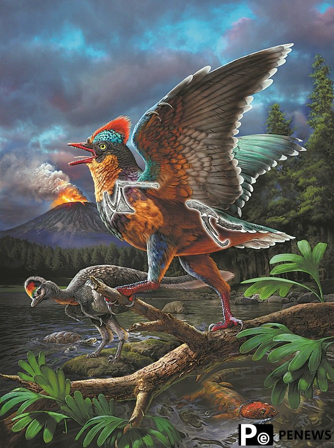 Jurassic bird fossils found in Fujian rewrite history of avian evolution
