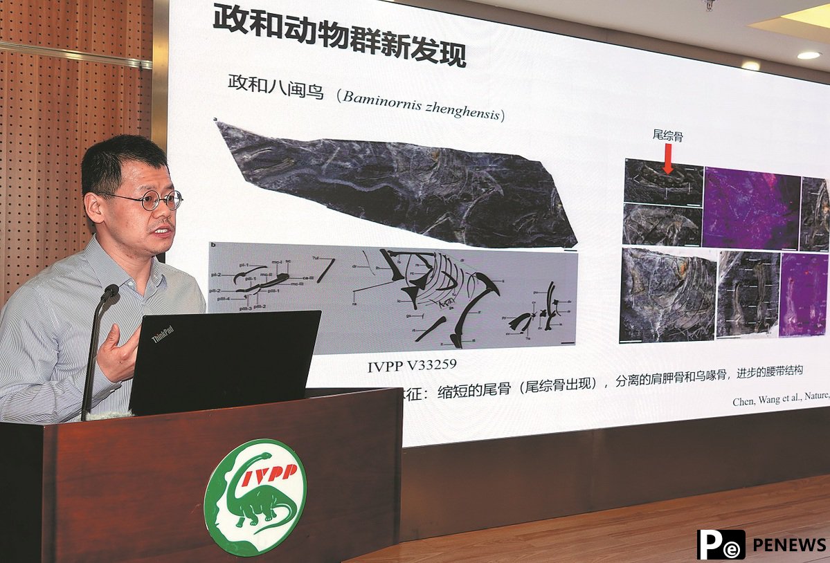 Jurassic bird fossils found in Fujian rewrite history of avian evolution