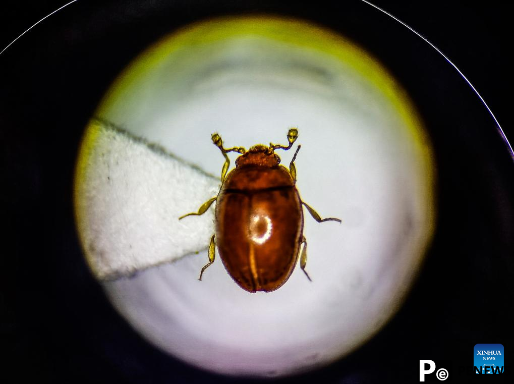 New insect species found in south China urban wetland
