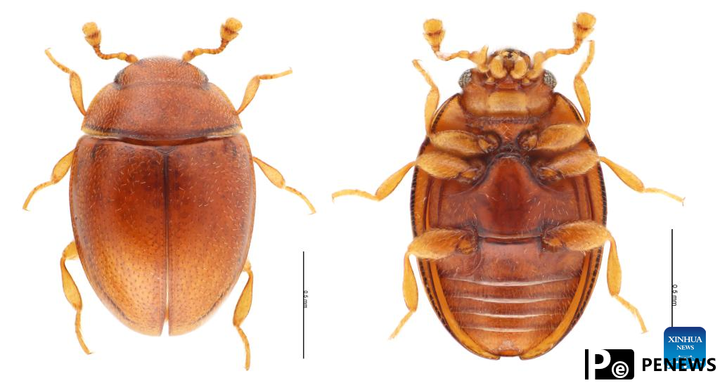 New insect species found in south China urban wetland