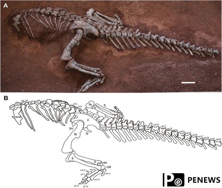 Scientists identify new sauropod dinosaur species in SW China