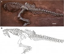 Scientists identify new sauropod dinosaur species in SW China