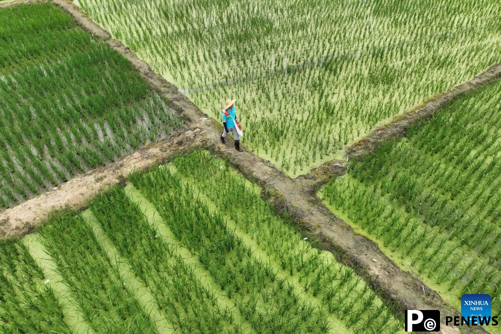 alkali tolerant rice in S China