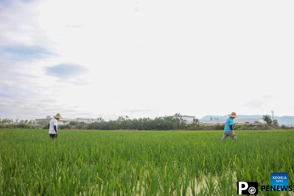alkali tolerant rice in S China