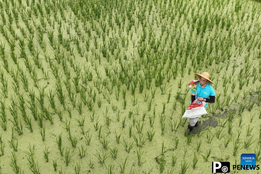 alkali tolerant rice in S China