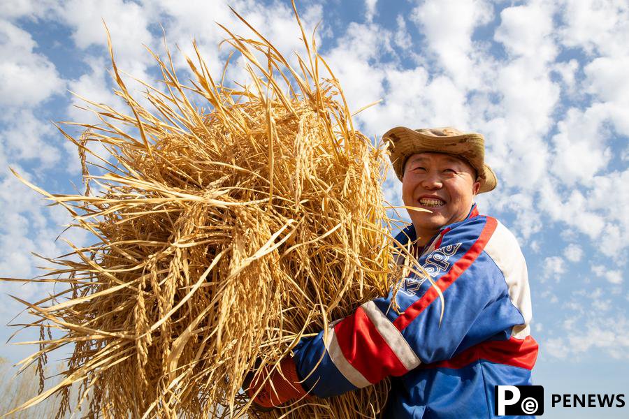 Chinese scientists create rice strain that boosts heart health