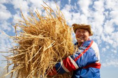 Chinese scientists create rice strain that boosts heart health