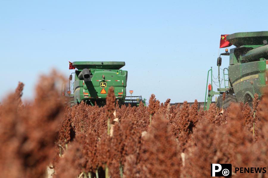 Chinese scientists identify key genes to fight against crop parasites
