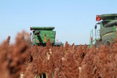 Chinese scientists identify key genes to fight against crop parasites