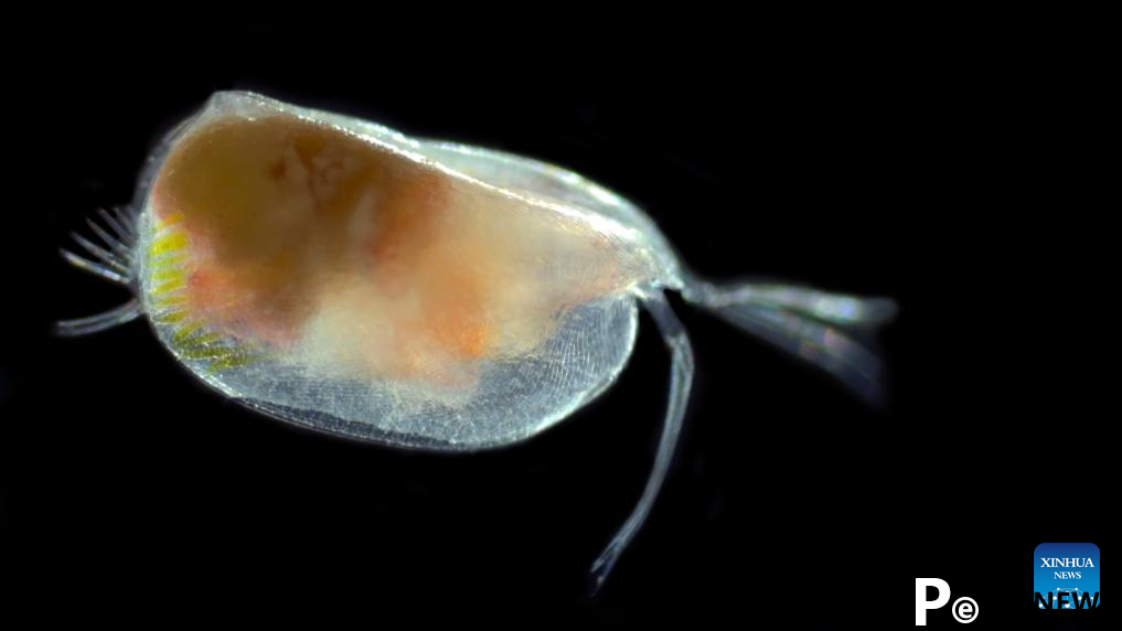 2 conducts marine ecosystem survey in Amundsen Sea