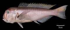 New fish species discovered in South China Sea