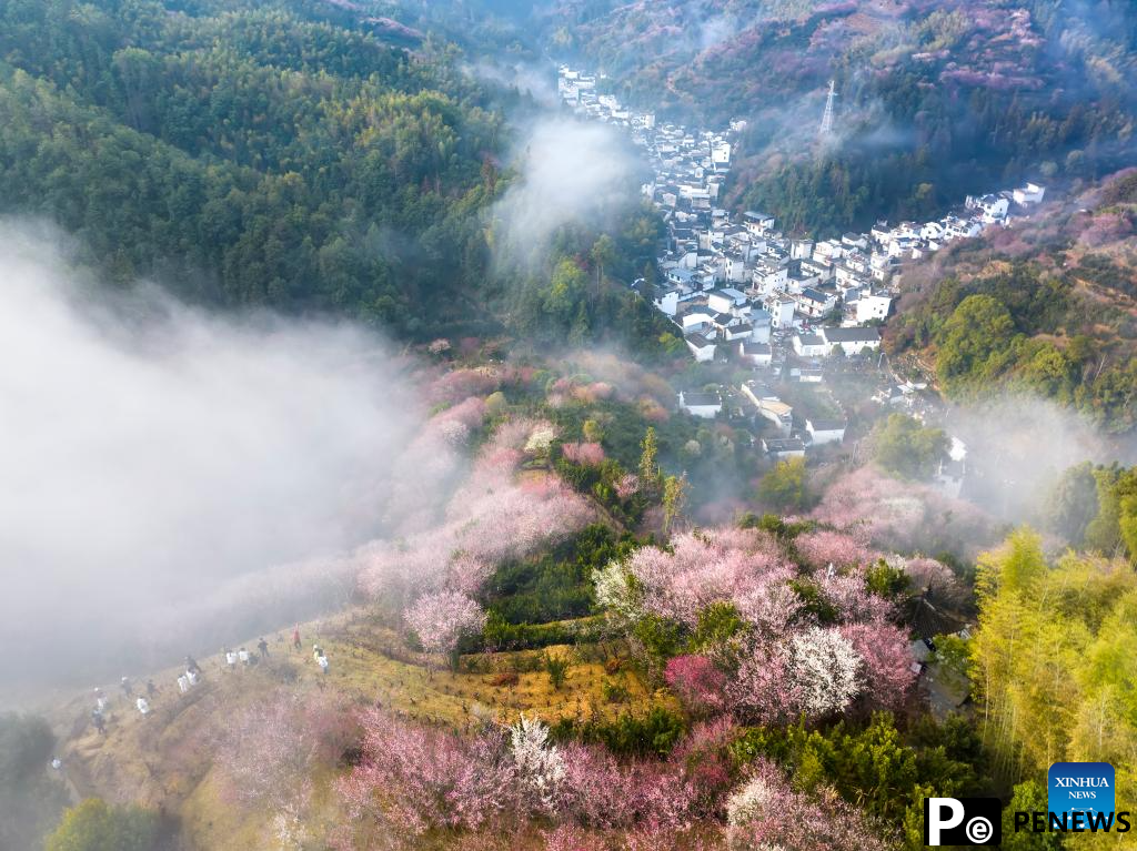 Plum blossoms in Huangshan City, China