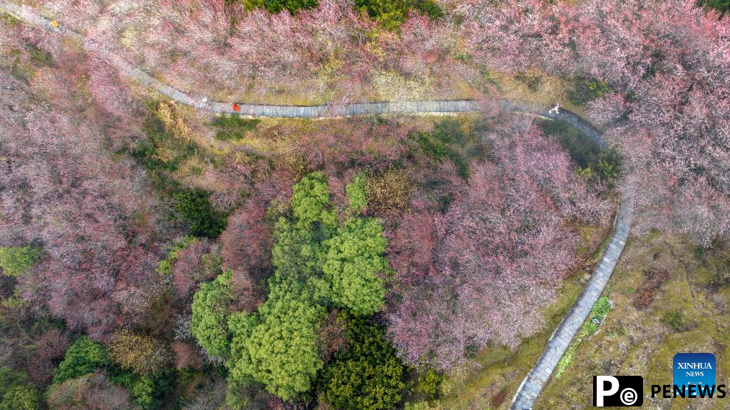 Plum blossoms in Huangshan City, China