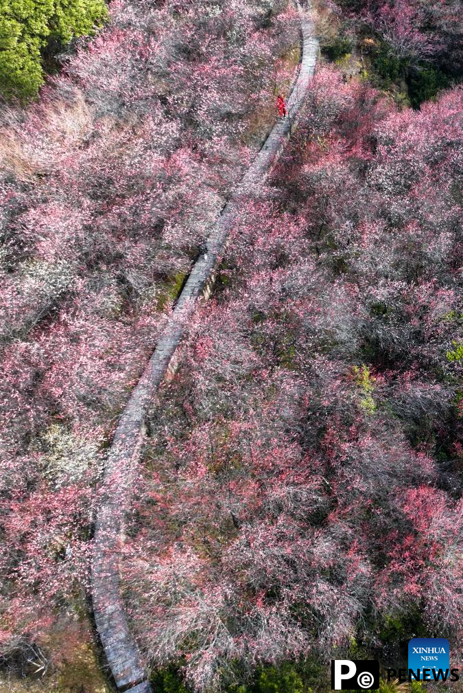 Plum blossoms in Huangshan City, China