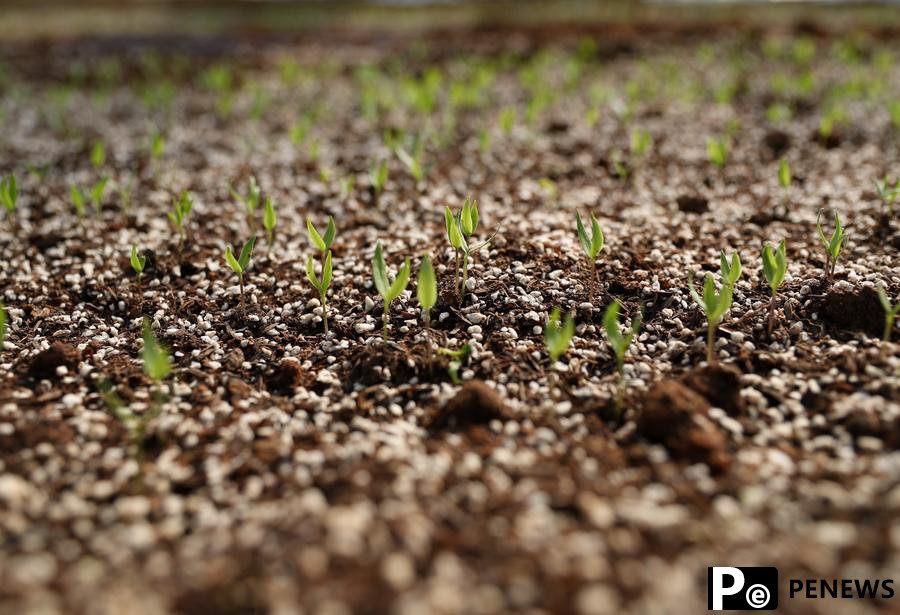 Moonfaring grass seeds to sprout on Earth