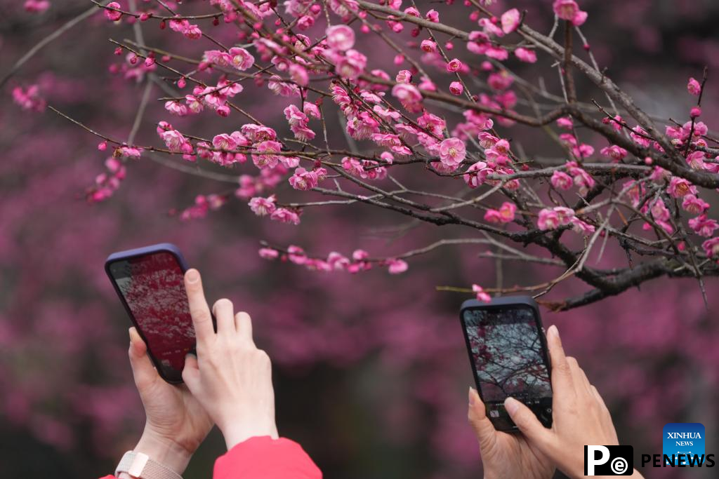 Tourists enjoy plum blossoms at Lingfeng Mountain in Hangzhou