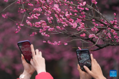 Tourists enjoy plum blossoms at Lingfeng Mountain in Hangzhou