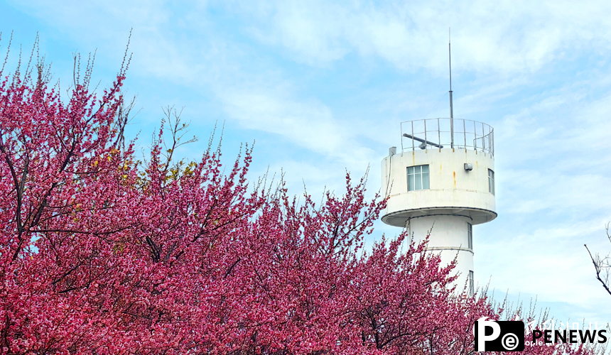 In pics: Plum blossoms in full bloom in C China