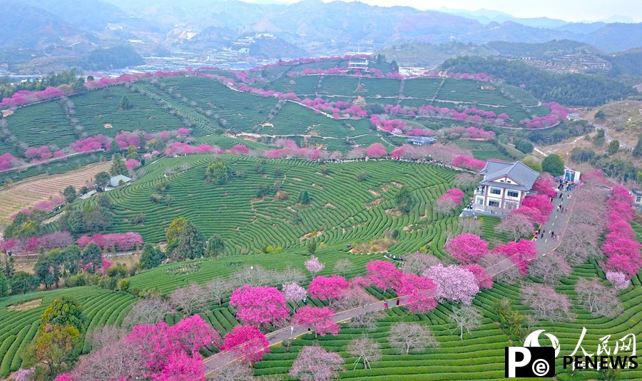In pics: Cherry blossoms enter perfect viewing period in SE China