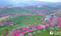 In pics: Cherry blossoms enter perfect viewing period in SE China's Fujian