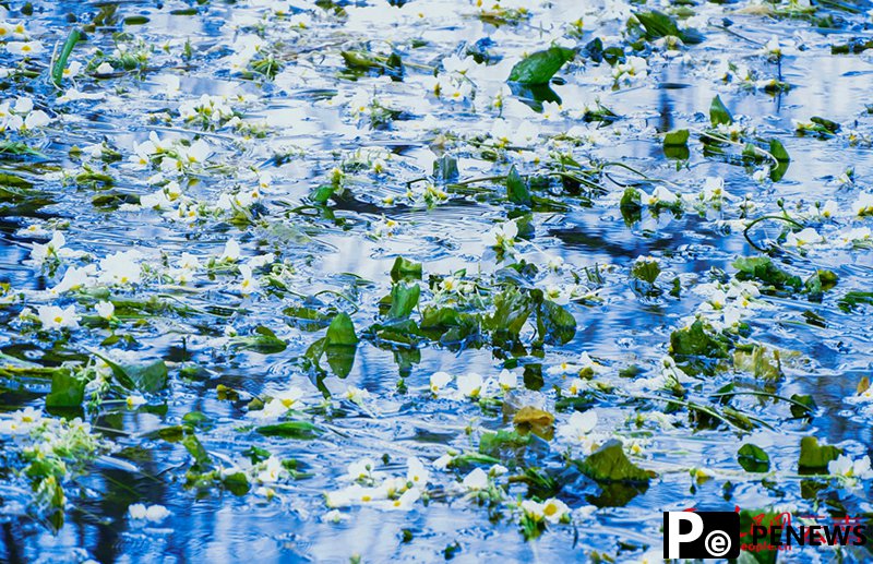 Seaweed flowers blossom at the source of Jianhu Lake in Dali, SW China