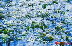 Seaweed flowers blossom at the source of Jianhu Lake in Dali, SW China's Yunnan