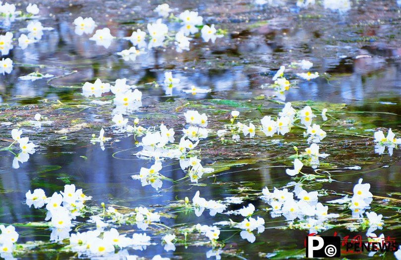 Seaweed flowers blossom at the source of Jianhu Lake in Dali, SW China