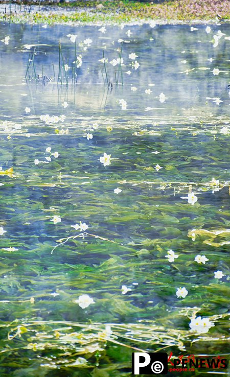 Seaweed flowers blossom at the source of Jianhu Lake in Dali, SW China
