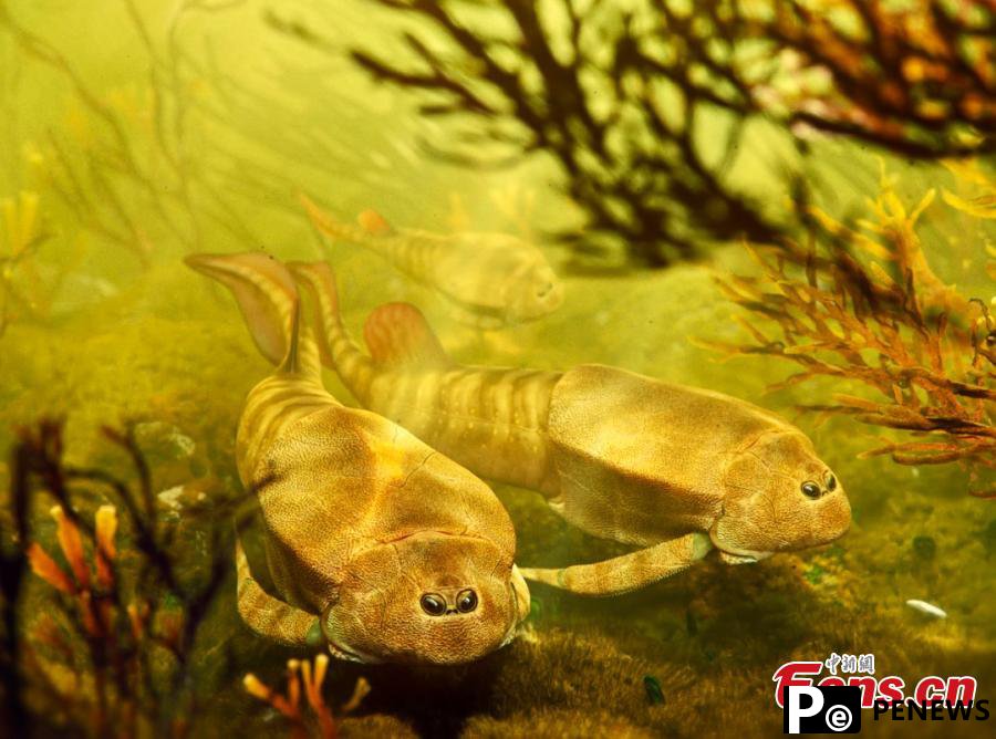 New paleofish species discovered in Yunnan