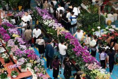 SW China's Yunnan cultivates thriving flower industry through innovation and modernization