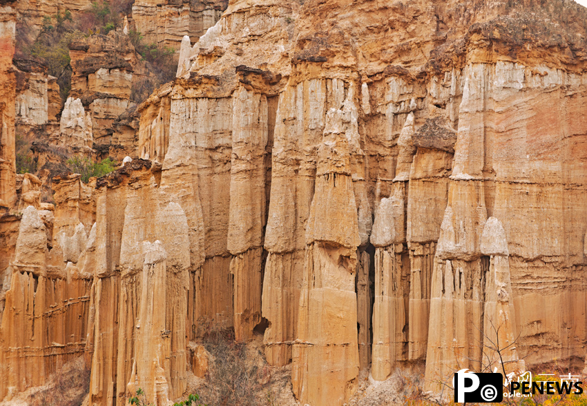 In pics: Distinctive view of Wumao Earth Forest in SW China