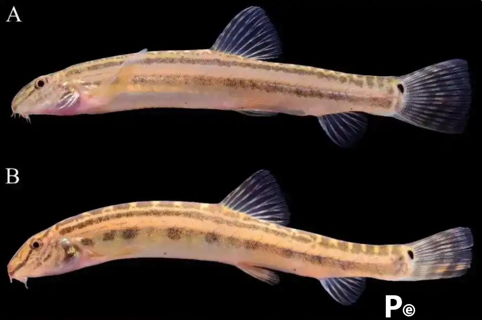 New fish species discovered in Beijing in over 40 years